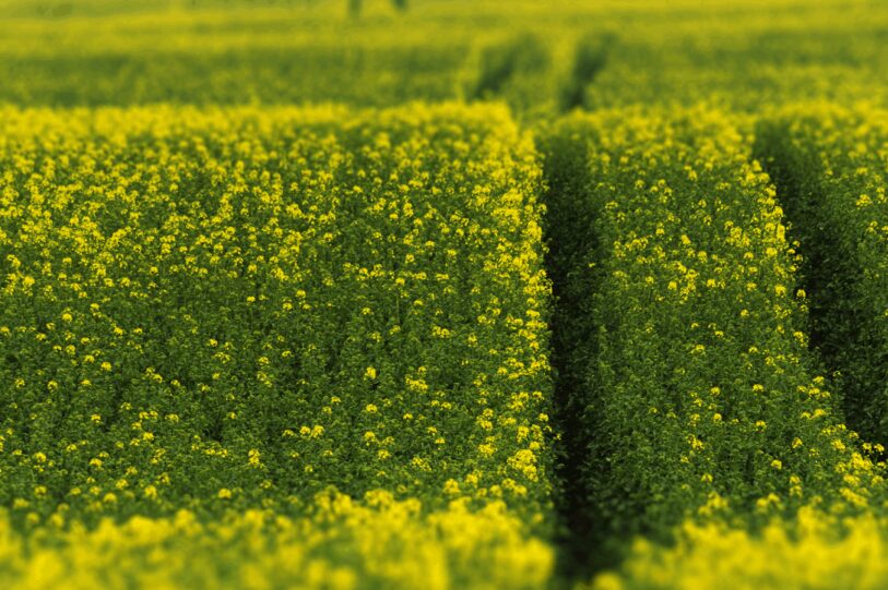 Canola field