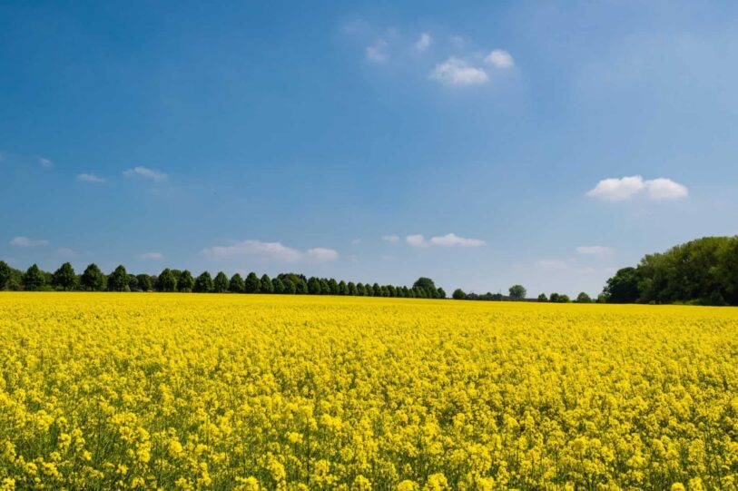 Facts and figures canola1 1